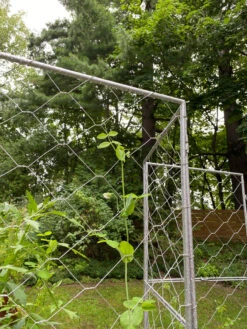 Chicken Wire Pea Trellis -Comfortable Garden 8612718 7302