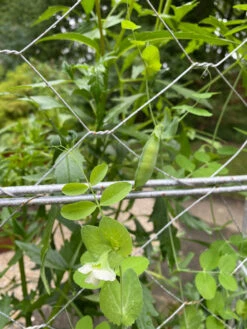 Chicken Wire Pea Trellis -Comfortable Garden 8612718 7307