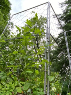 Chicken Wire Pea Trellis -Comfortable Garden 8612718 7308