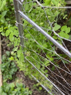 Chicken Wire Pea Trellis -Comfortable Garden 8612718 7312