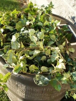 Round Rain Barrel With Planter, 35 Gallons -Comfortable Garden 8612856WALNT 03V tif