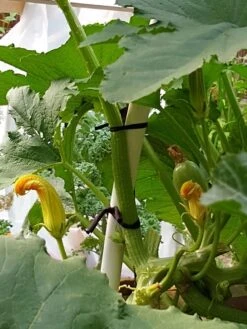 Farmyarn® Multipurpose Garden Tie, 2 Pack -Comfortable Garden 8612948 01v