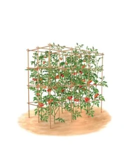 Tomato Six Pack Support -Comfortable Garden 8613143 art flat