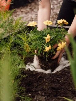 Hortiwool ®, Starter Garden Pad -Comfortable Garden 8613263 12v