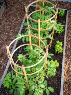 Bamboo Tomato Cages, Set Of 3 13 Bamboo Tomato Cages, Set Of 3 -Comfortable Garden 8613426 6916