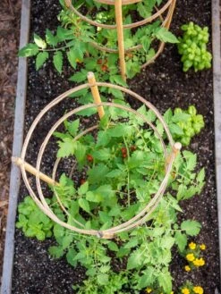 Bamboo Tomato Cages, Set Of 3 14 Bamboo Tomato Cages, Set Of 3 -Comfortable Garden 8613426 6921