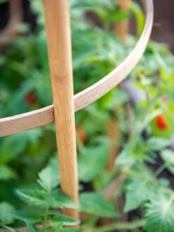 Bamboo Tomato Cages, Set Of 3 16 Bamboo Tomato Cages, Set Of 3 -Comfortable Garden 8613426 6924
