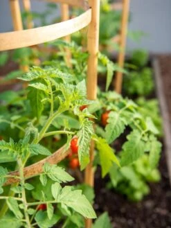 Bamboo Tomato Cages, Set Of 3 15 Bamboo Tomato Cages, Set Of 3 -Comfortable Garden 8613426 6934