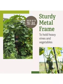 Titan Squash Tunnel -Comfortable Garden B07932DMCR plantsupport benefits 2