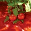 Red Tomato Mulch -Comfortable Garden GS30005 07