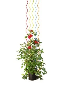 Rainbow Spiral Supports, Set Of 5 15 Rainbow Spiral Supports, Set Of 5 -Comfortable Garden GS36377 03S tif