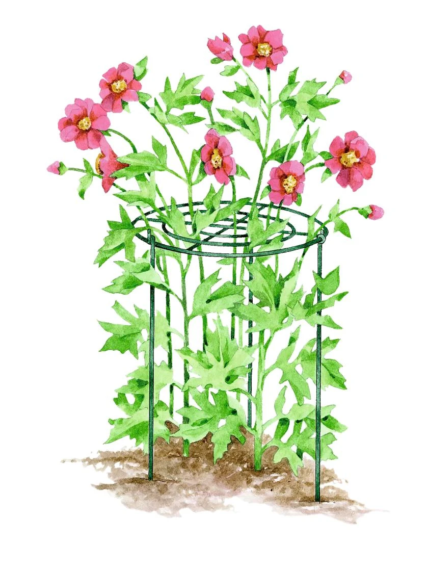 Grow Through Supports, Set Of 3 4 Grow Through Supports, Set Of 3 - Image 2